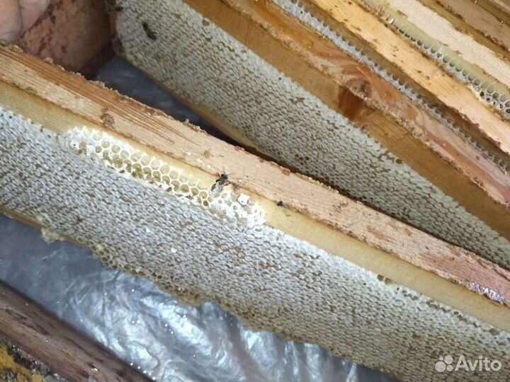 Мед со своей пасеки