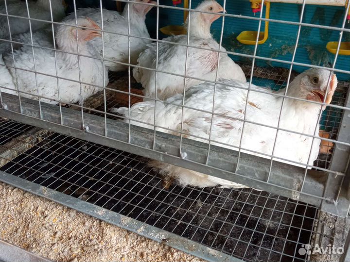 Круглый год Мясо кур бройлера домашнее