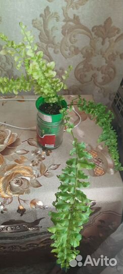 Комнатные растения цветы