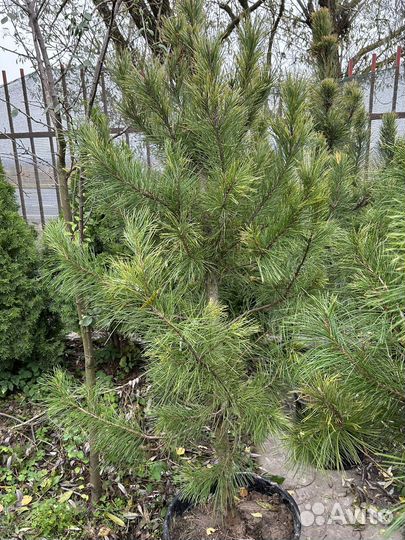 Сосна кедровая кедр