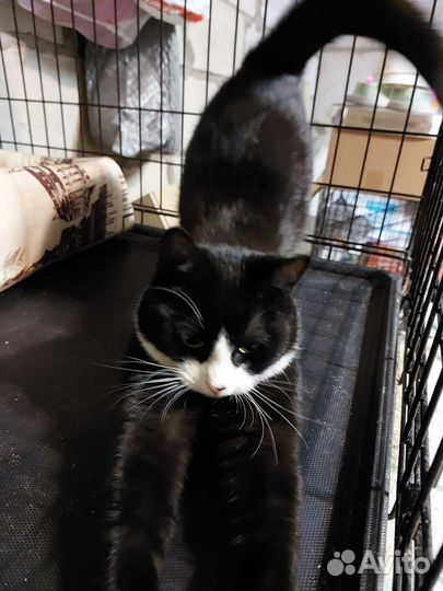 Молоденькая черно-белая кошечка