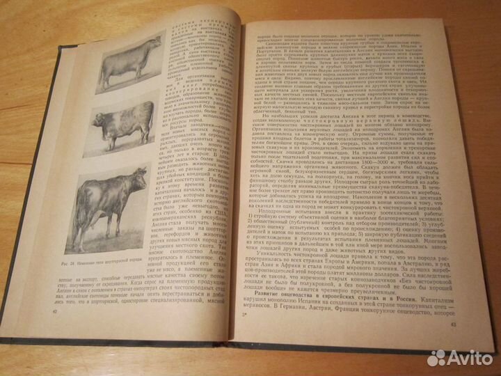 Разведение сельскохозяйственных животных Кравченко