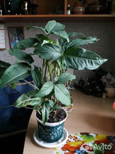 Продам цветы комнатные