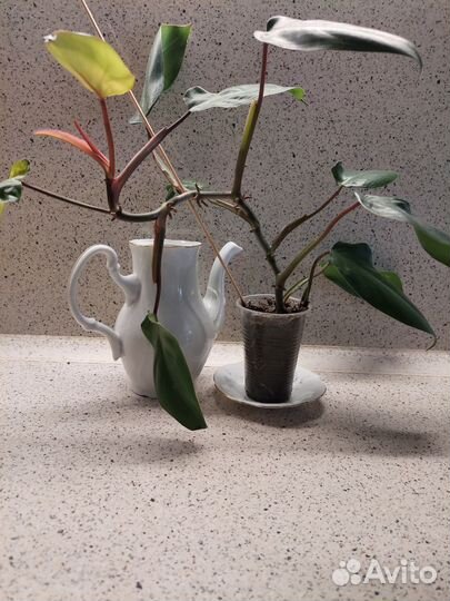 Филодендрон