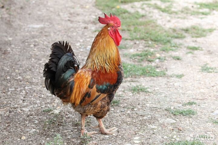 Молодые петухи