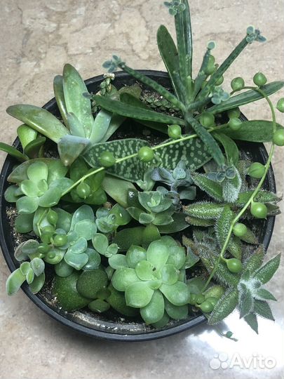 Садики из суккулентов