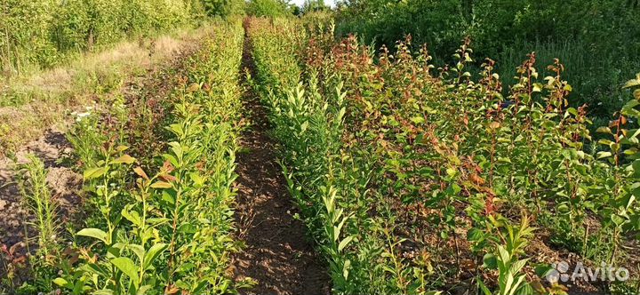 Саженцы абрикоса