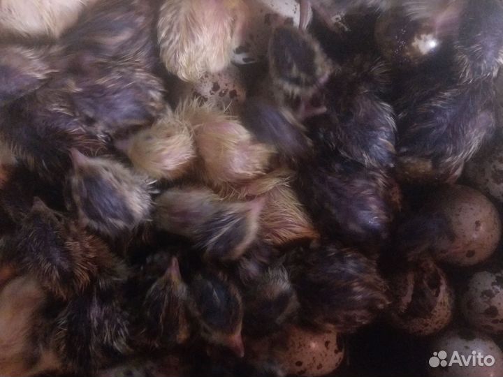 Птицы