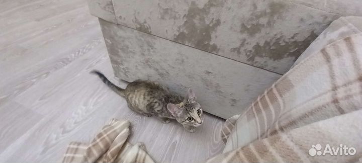 Лола