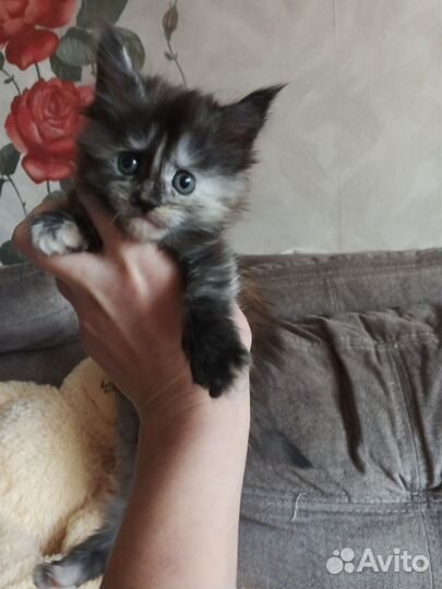Котята мейн-кун
