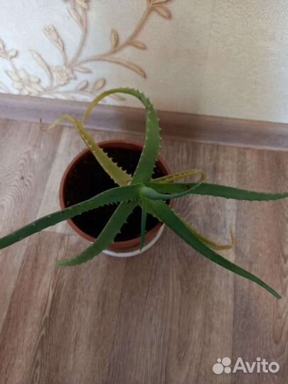 Алоэ лечебный