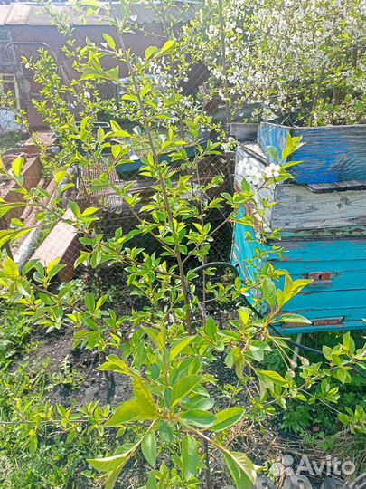 Саженцы вишни владимирской,молодежной