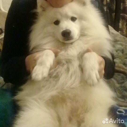 Японский шпиц ищет невесту