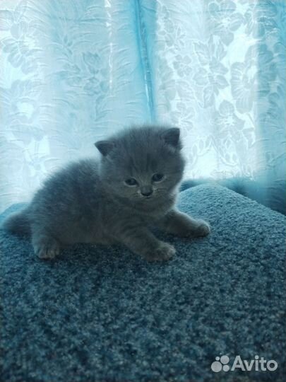 Британские котята