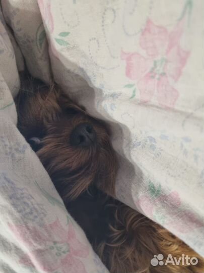 Вязка мини йорк