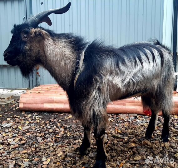 Козел,покрытие,вязка