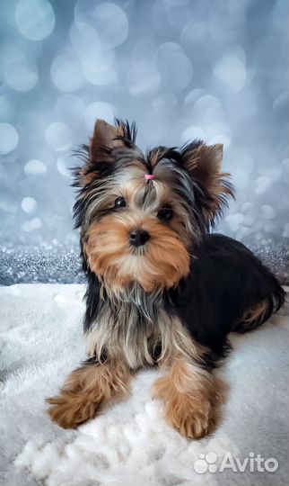 Йорки - девочки