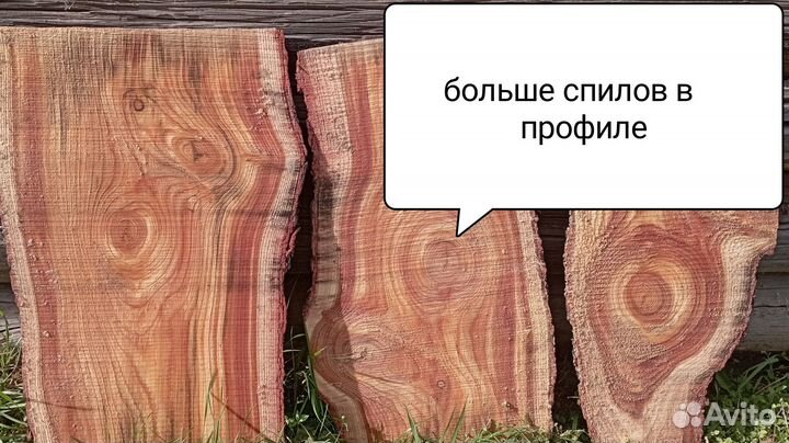 Спилы лиственницы