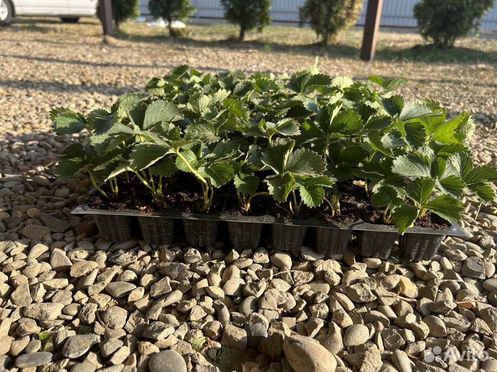 Саженцы клубники зкс, фриго