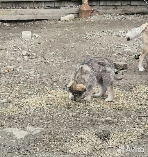 Щенки бесплатно