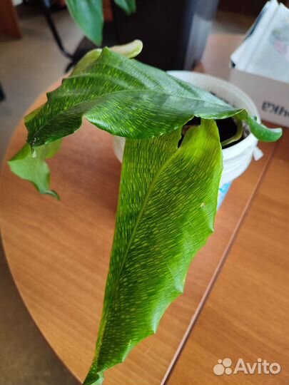 Калатея и филодендрон