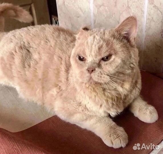 Котик классный