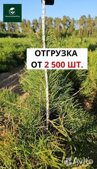 Саженцы сосны и ели окс от производителя