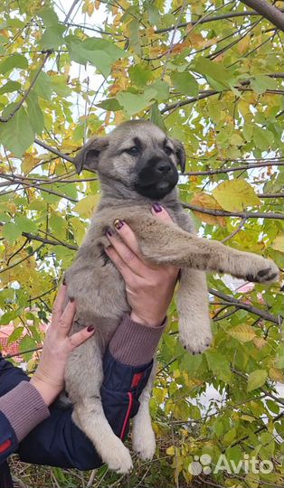 Щенок в добрые руки бесплатно