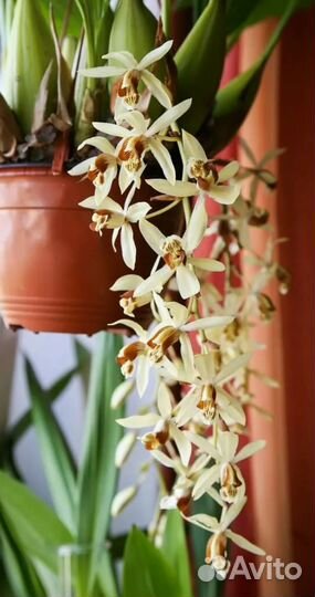 Орхидея Coelogyne целогина