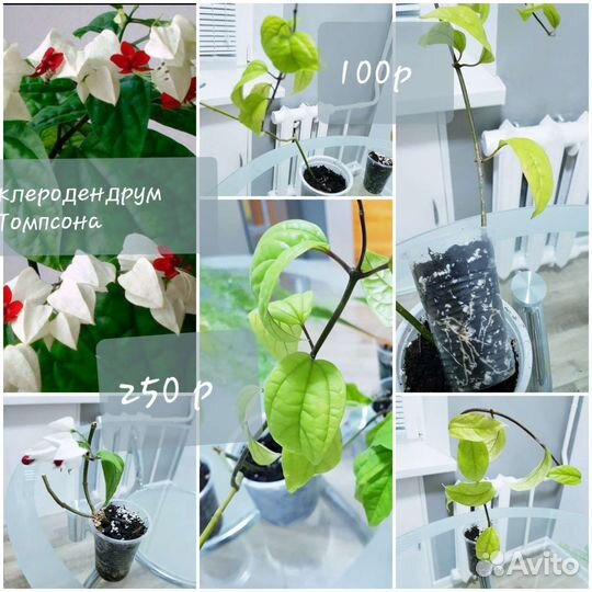 Фикус, клеродендрум,нефролепис