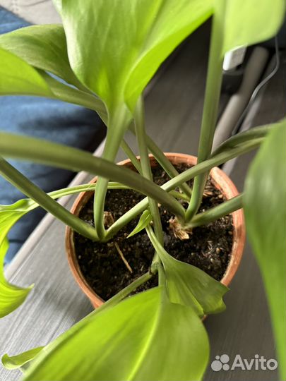 Эухарис амазонская лилия