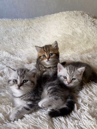 Кот шотландец на вязку