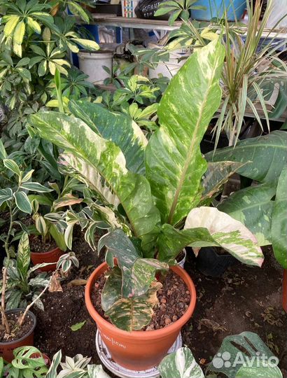 Антуриум вариегатный