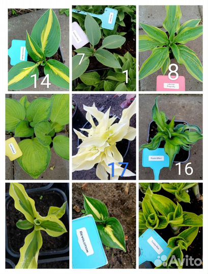 Хосты разные сорта