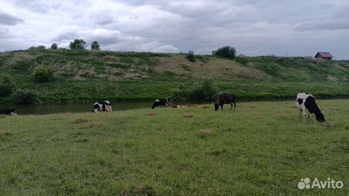 Коровы, телята, козы, бараны