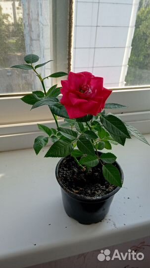 Комнатная роза