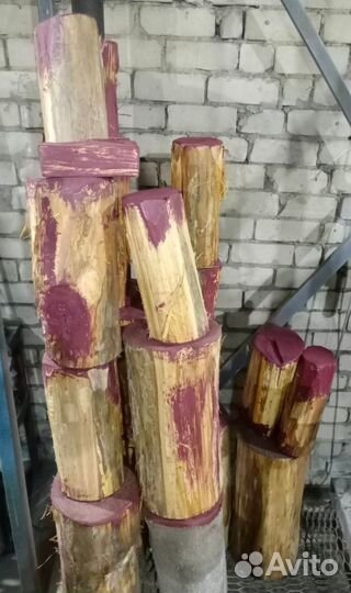 Спил дерева липы, пеньки липы