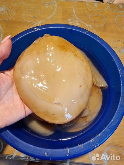 Чайный гриб комбуча