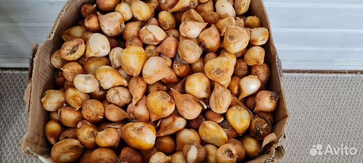 Луковицы тюльпанов