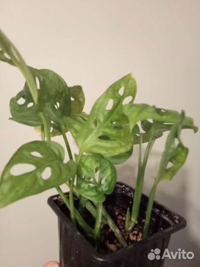 Сциндапсус Бразил, монстера Манкис, бегония