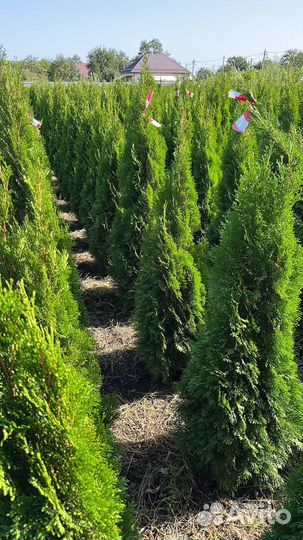 Туя западная Смарагд