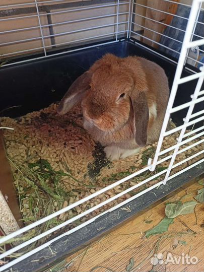 Кролик баран самка