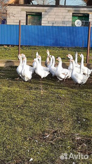 Гусь холмогор