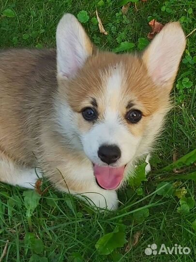 Аренда собак, щенков, для фото и видео, реклама