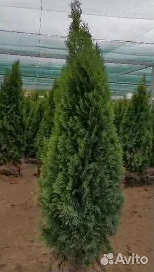 Туи, елки - продажа, посадка, доставка