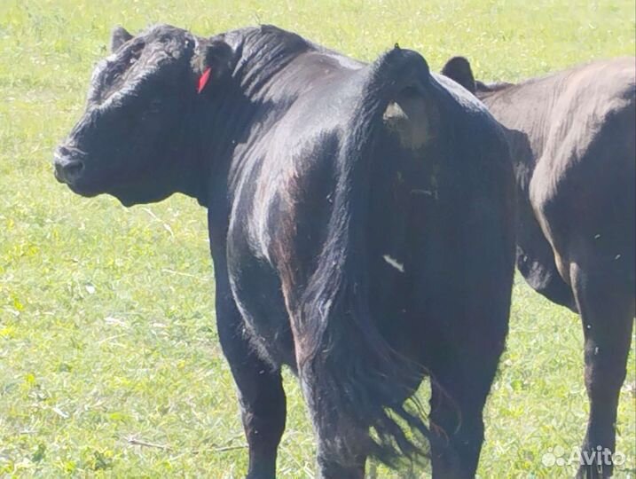 Быки на племя