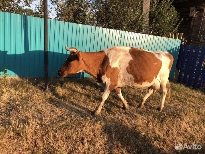 Корова дойная