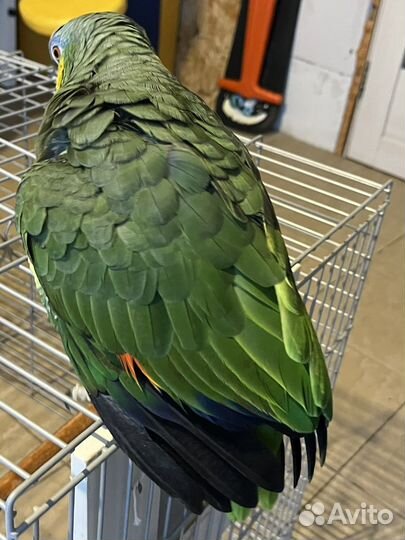 Венесуэльский амазон