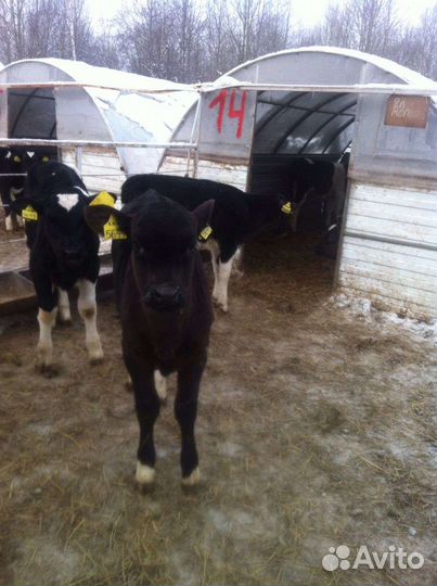 Телята бычки