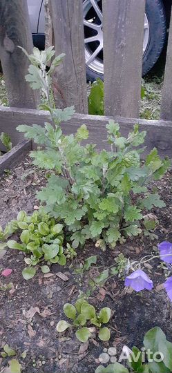 Хризантема